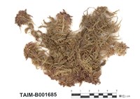 藏品(中位泥炭苔)的圖片